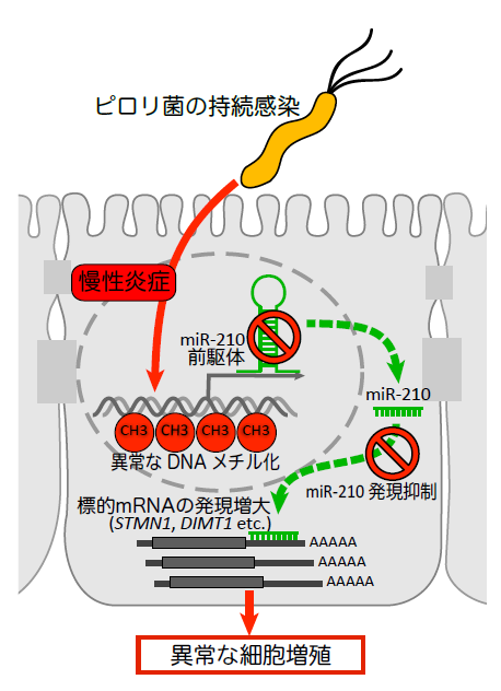 ピロリ菌感染による胃がん発症の鍵となる小さなRNAの発見｜東京大学医科学研究所