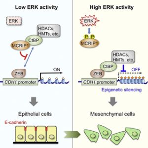 新規ERK基質分子MCRIP1による上皮間葉転換の制御～ERKシグナルによる癌抑制遺伝子のジーン・サイレンシング～