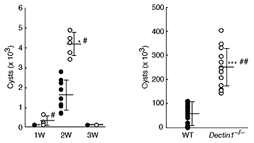 fig_Dectin-1.gif