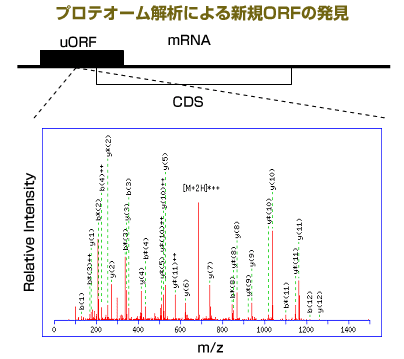 プロテオーム解析による新規ORFの発見