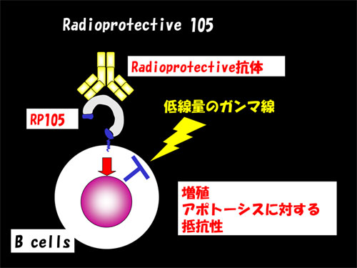Radioprotective 105