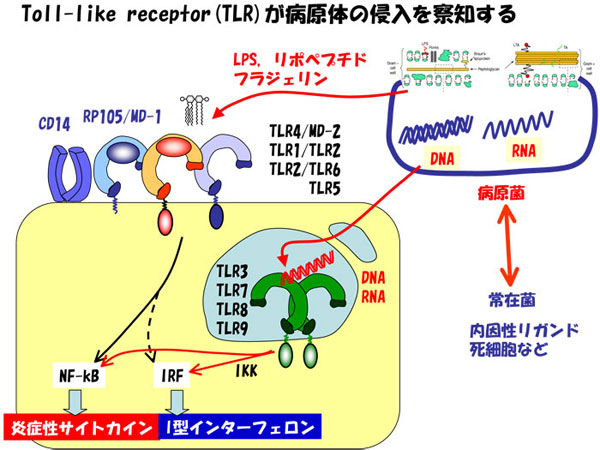 Toll-like receptor(TLR)が病原体の侵入を察知する