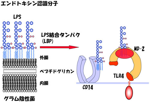 エンドトキシン認識分子