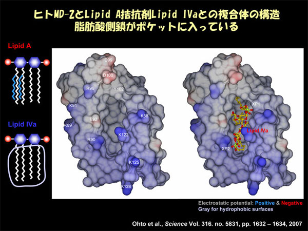 ヒトMD-ZとLipid A拮抗剤Lipid IVaとの複合体の構造　脂肪酸側鎖がポケットに入っている