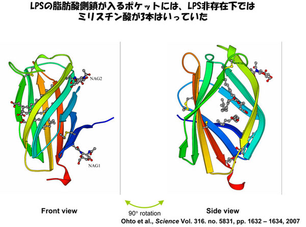 LPSの脂肪酸側鎖が入るポケットには、LPS非存在下ではミリスチン酸が3本入っていた