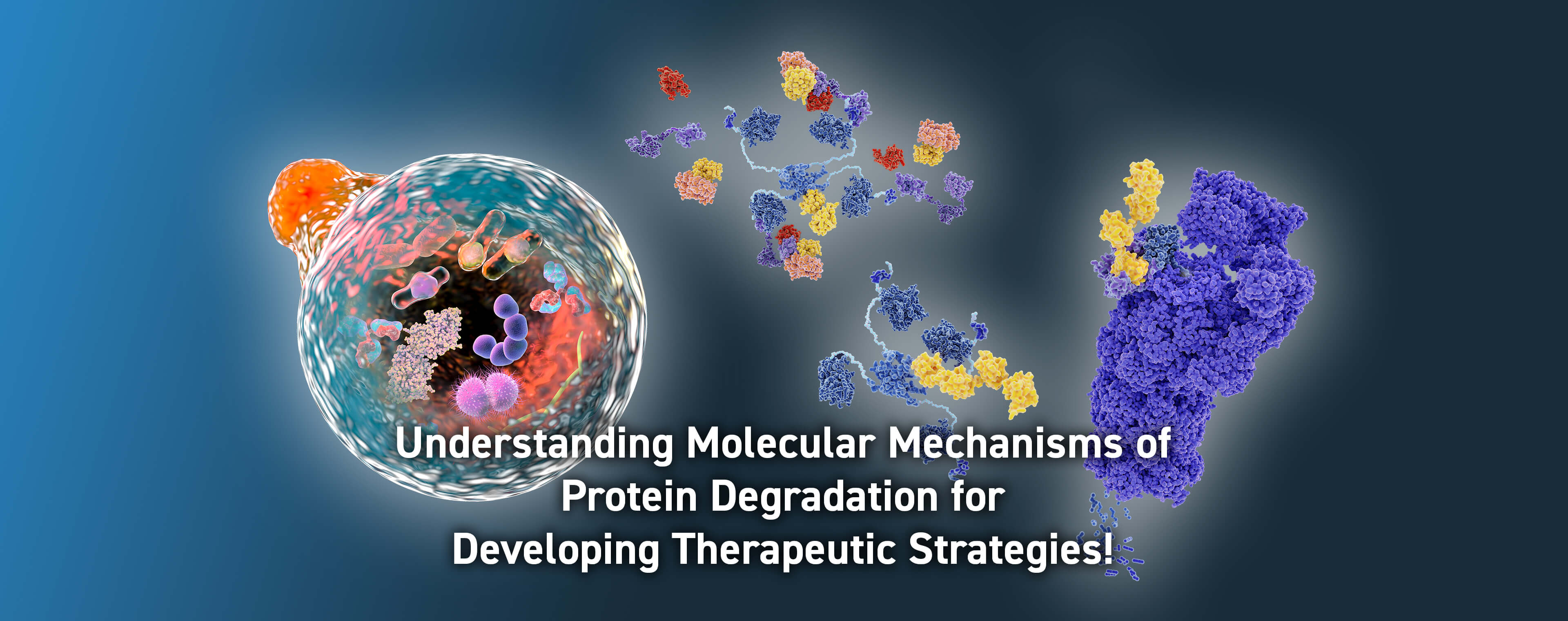 Understanding Molecular Mechanismn of Protein Degradation for Developing Therapeutic Strategis！