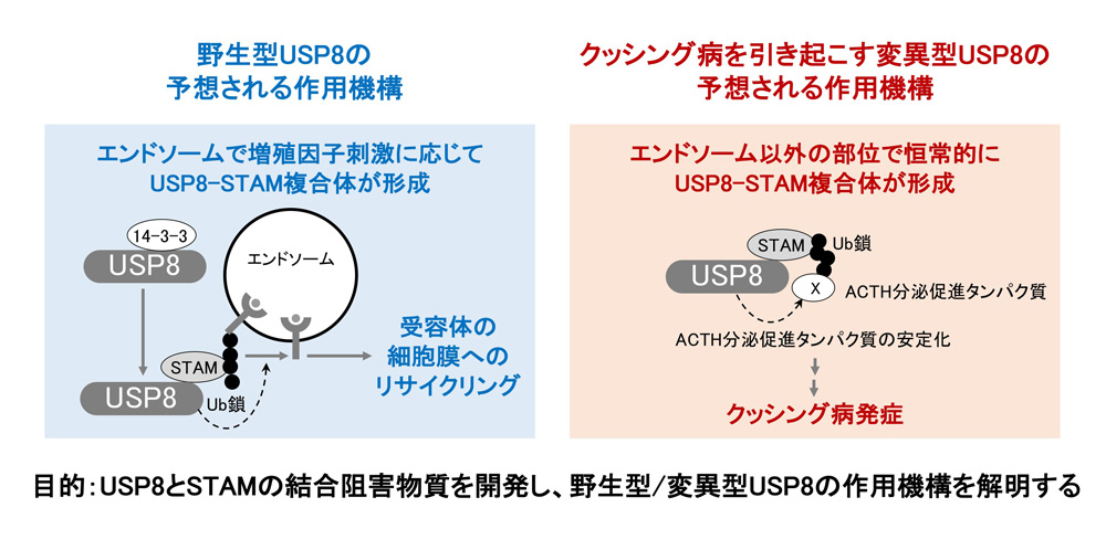 研究概要を示す模式図
