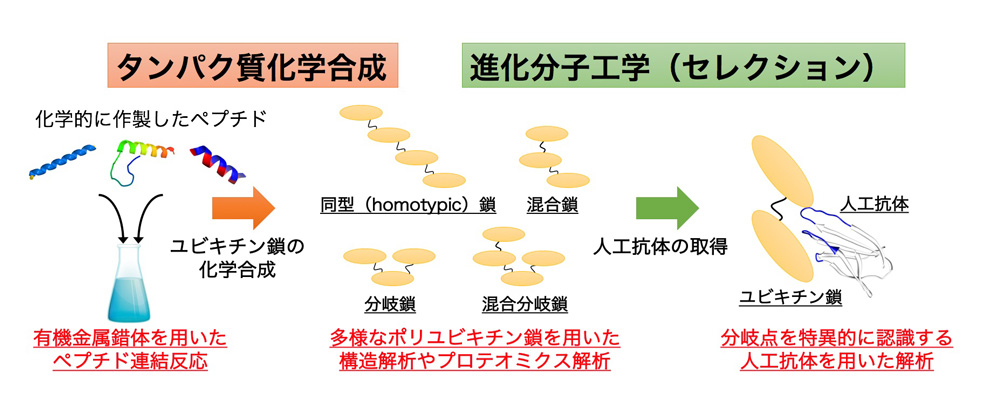 研究概要を示す模式図