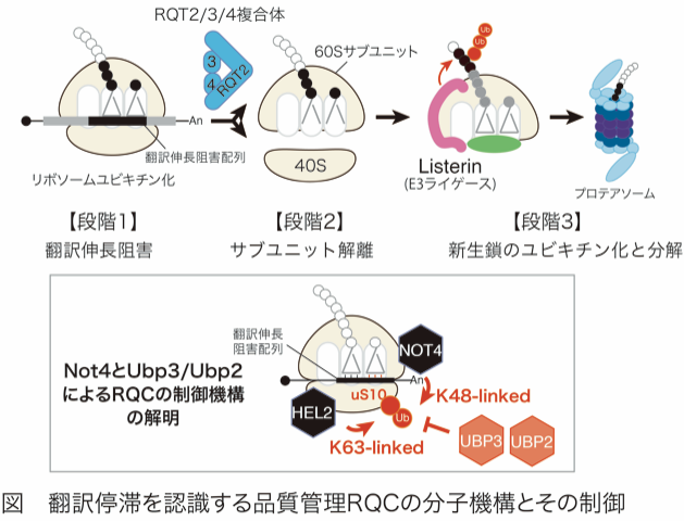 ケモテクノロジーが拓くユビキチンニューフロンティア | 稲田 利文