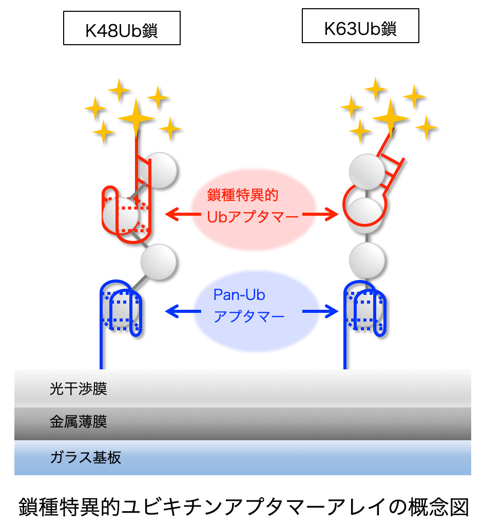 研究概要を示す模式図