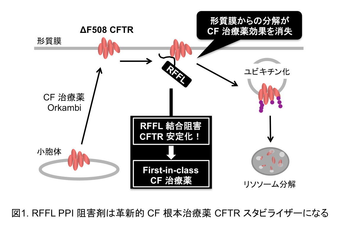 研究概要を示す模式図