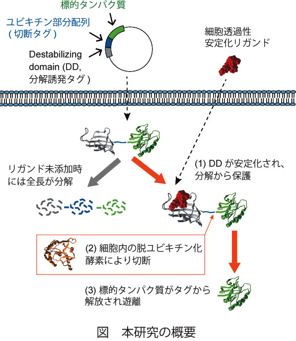 研究概要を示す模式図
