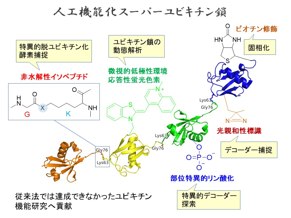 研究概要を示す模式図