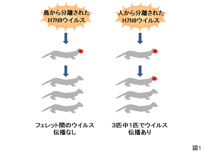 図1 フェレットを用いたウイルス伝播実験