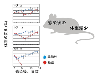 図２：動物実験による病原性解析