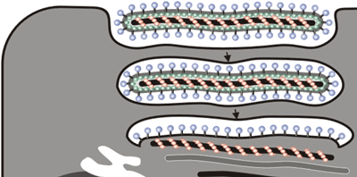 図１２：エボラウイルスの細胞への侵入の様子