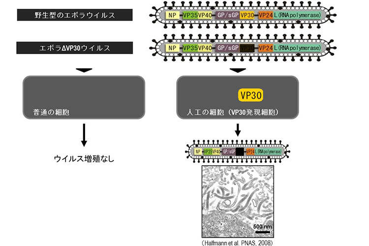 増殖性を抑えたエボラVP30欠損ウイルス（エボラΔVP30ウイルスシステム）