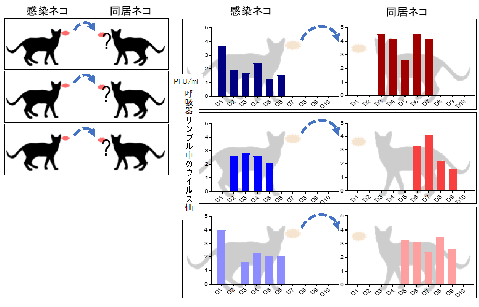 ネコを用いた新型コロナウイルス感染伝播実験