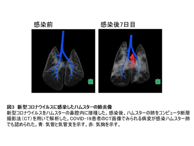  新型コロナウイルスに感染したハムスターの肺炎像