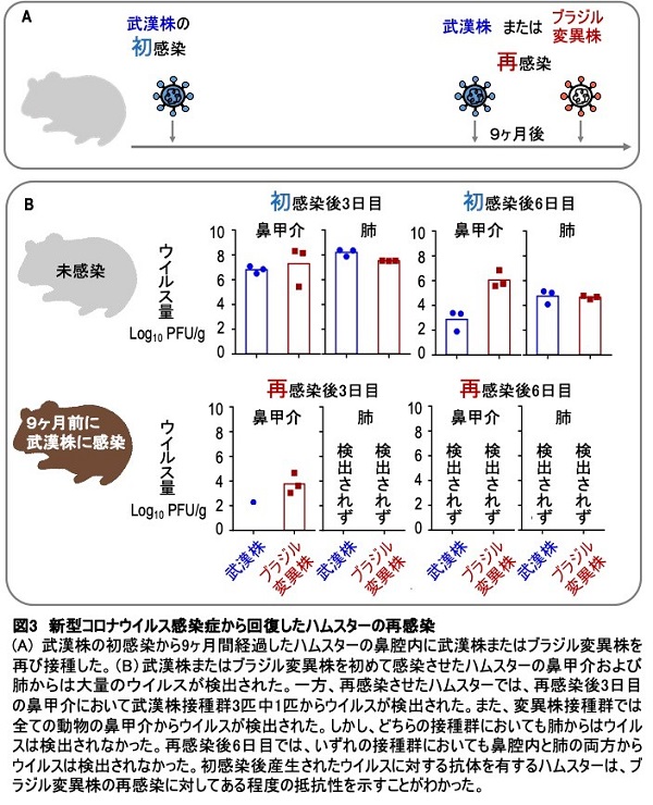 新型コロナウイルス感染症から回復したハムスターの再感染