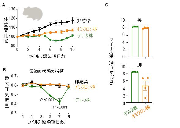 野生型ハムスターにおけるウイルスの病原性と増殖力