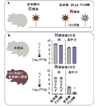 新型コロナウイルス感染症から回復したハムスターの再感染