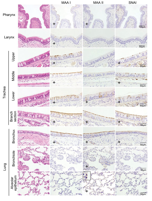 Distribution of α2,3- and α2,6-linked sialosides in the respiratory organs of a cat, New York, NY, USA.