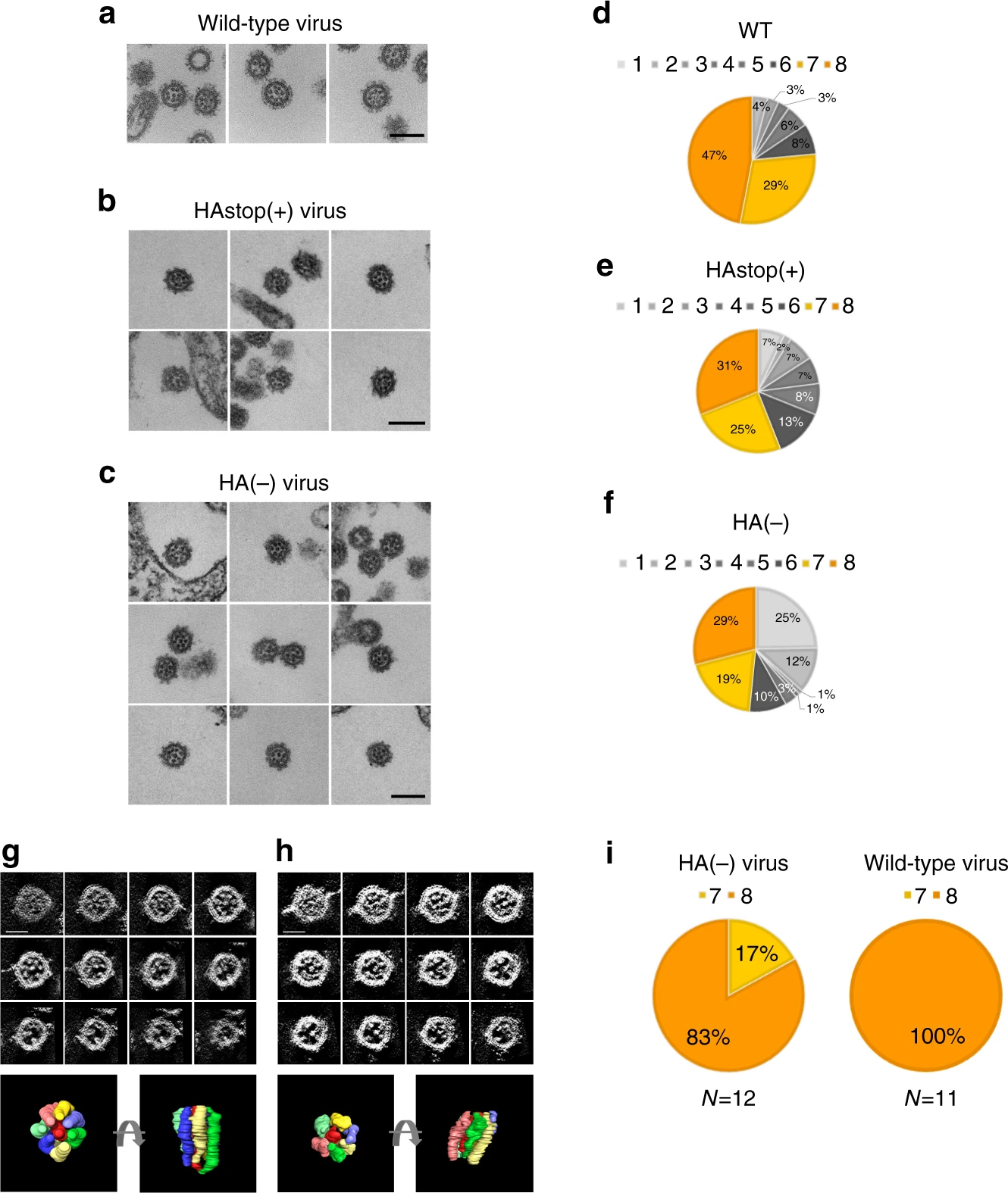 Electron micrographs of the HA(−), HAstop(+), and wild-type viruses. HA-MDCK cells were infected with the wild-type virus, HAstop(+) virus, or HA(−) virus, and ultrathin sections of budding virions were observed by EM. 