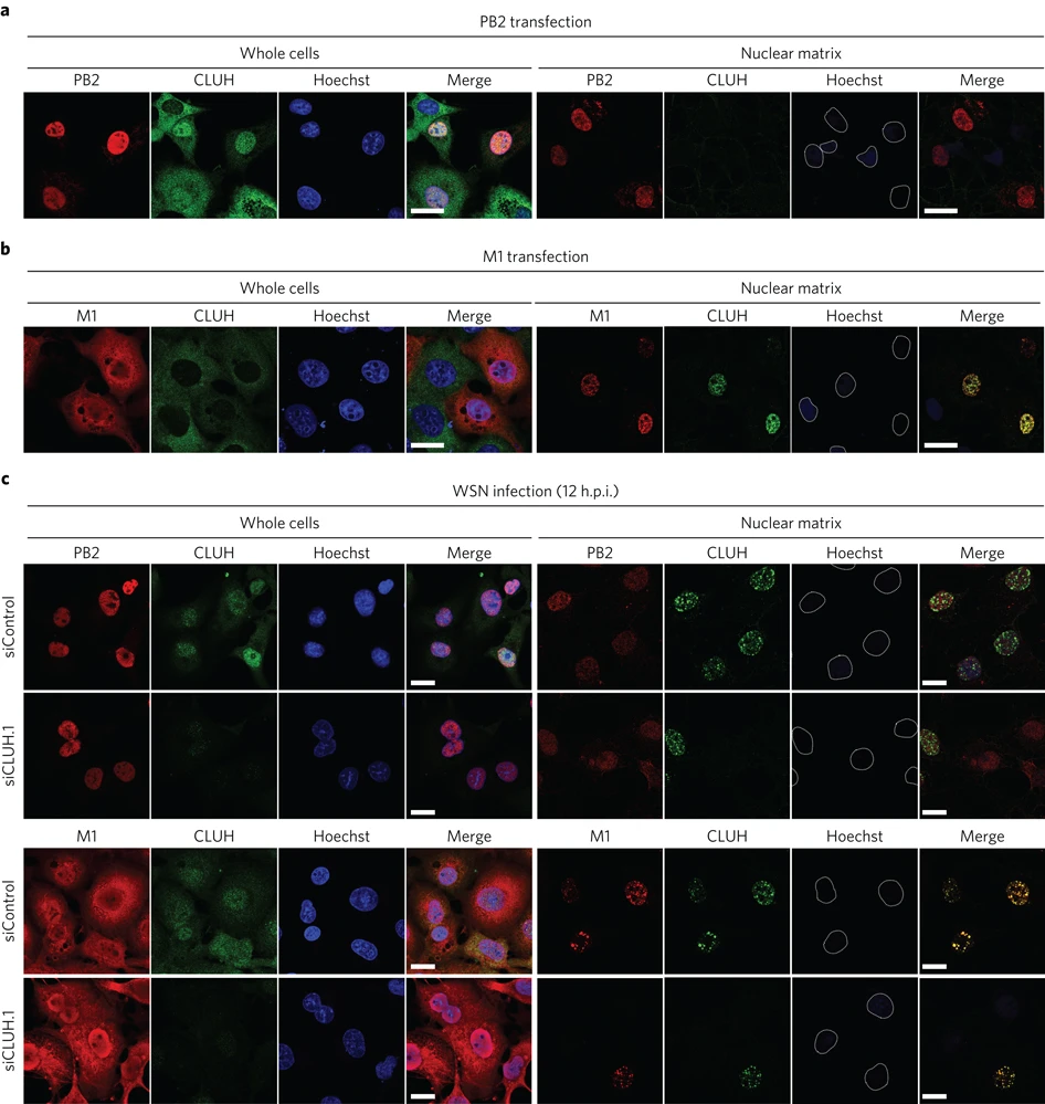 Structural basis of antigenic changes