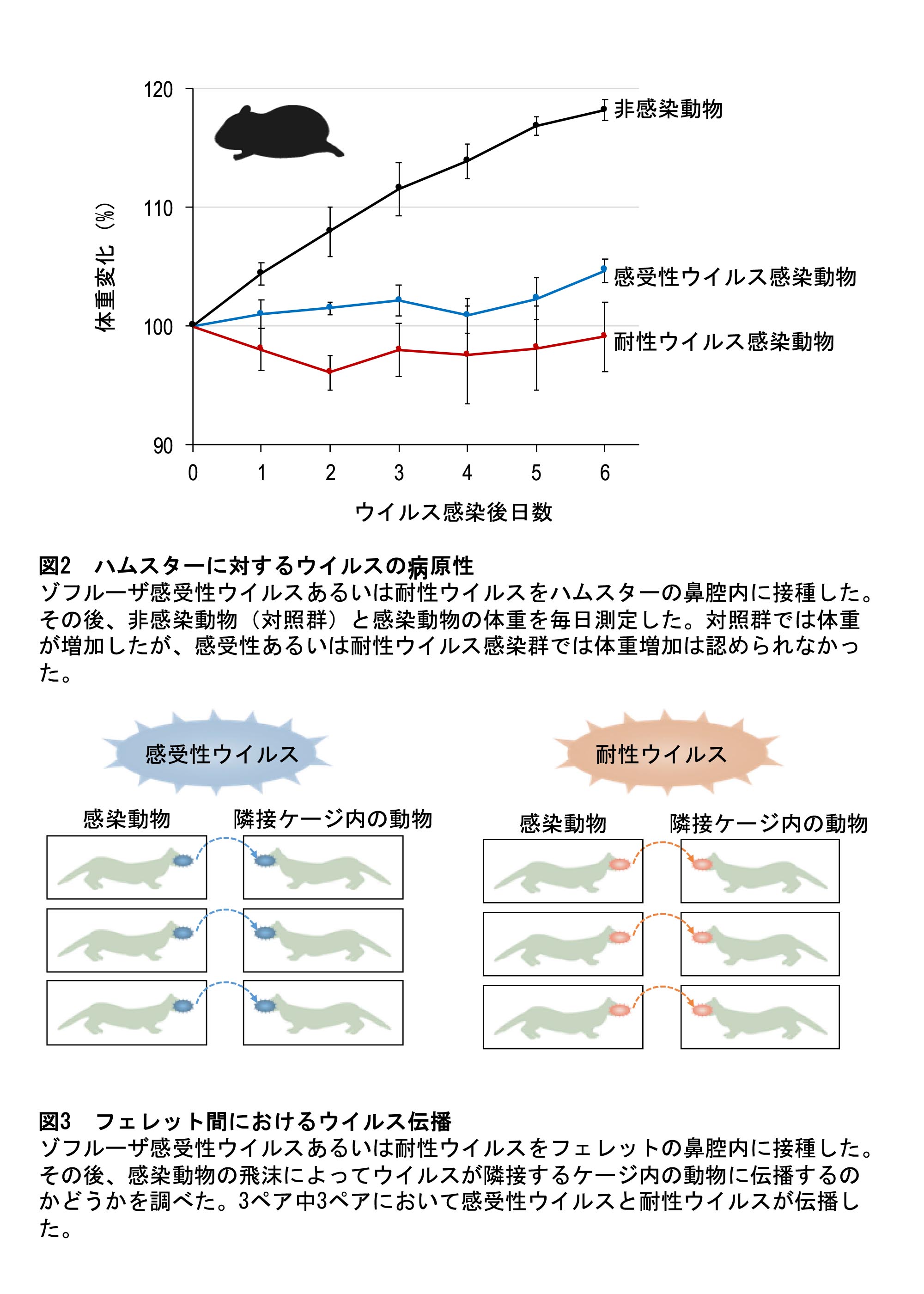 図ハムスターに対するウイルスの病原性　フェレット間におけるウイルス伝播