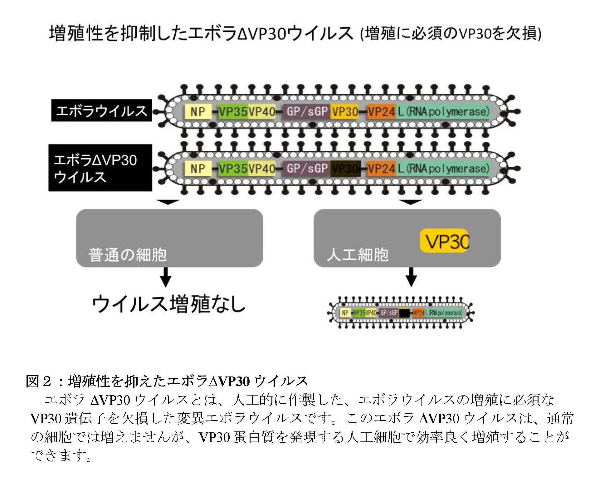 増殖性を抑制したエボラΔVP30ウイルス