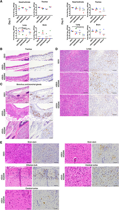 pathological findings in Infected Ferrets